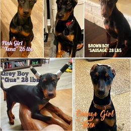 Dachshund and Doberman Pinscher Puppies from Living Hope Dobies and Doxies