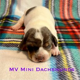 Flicka - Dapple female Dachshund puppy in Carlsbad, Texas from MV Mini Dachshunds