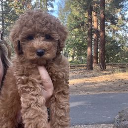 Goldendoodle and Maltipoo Puppies from Jessica's Maltipoo and Goldendoodle