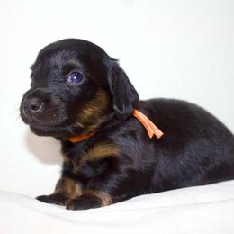Bronco - Black and tan male Dachshund puppy in Mapleton, Utah from Utah County Dachshunds