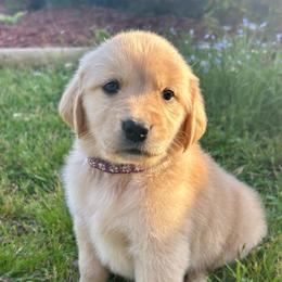 Brook - Light golden female Golden Retriever puppy in Doniphan, Missouri from Stockford’s Golden Retrievers