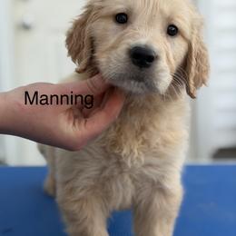 2nd pick on waitlist - Golden male Golden Retriever puppy in Clay Center, Nebraska from Storm Chasers- Golden Retrievers & Basset Hounds