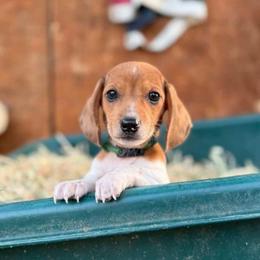 Puppy 4 - Red male Dachshund puppy in Riverside, California from Saddle Up Dachshunds