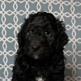 Cockapoo, Goldendoodle, and Poodle Puppies from Mason Farmhouse Poodles, Doodles & Poos (Breeding & Stud Services)