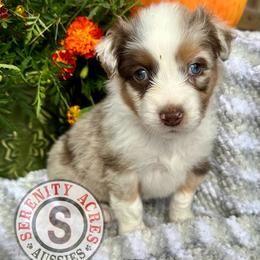 Yellow Collar - Red merle female Australian Shepherd puppy in Winston Salem, North Carolina from Serenity Acres Aussies