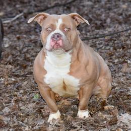 American Bully All Grown Up from Weight In Gold Kennels