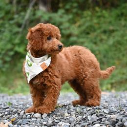 Bernedoodle, Cavapoo, Cockapoo, Double Doodle, and Poodle Puppies from Heavenly Puppies to Love