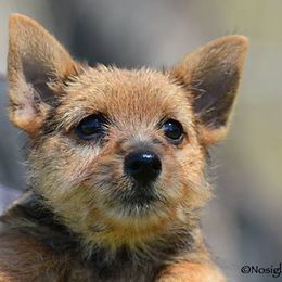 Labrador Retriever and Norwich Terrier Puppies from Rockycreek