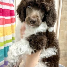 Poodle Puppies from Apricity Poodles