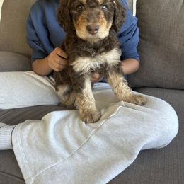 Tansey - Red phantom female Aussiedoodle puppy in Berrien Spring, Michigan from Red Bud Beautiful Doodles