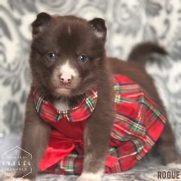 Pomsky Puppies from Kaelel Kennels