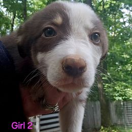 Girl 2 - Tri-color female Border Collie puppy in Dawsonville, Georgia from BC Dogs at the Rodgers