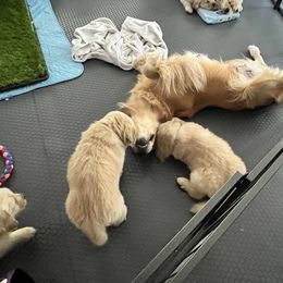 Golden Retriever Puppies from Golden Hour Golden Retrievers