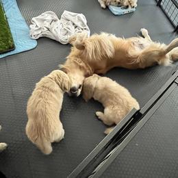 Golden Retriever Puppies from Golden Hour Golden Retrievers
