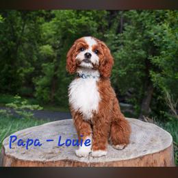 Cavapoo Puppies from North Ranch Doodles