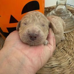 Frostine - Apricot female Goldendoodle puppy in Lexington, North Carolina from Southern Grace Acres