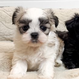 Boy 2 - male Mal-Shi puppy in Tampa, Florida from Petite Pawz