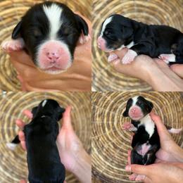 Alexa - Tri-color female Bernedoodle puppy in Yuciapa, California from AlltheDoodlez_