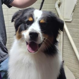 Australian Shepherd Puppies from Shadowood Australian Shepherds
