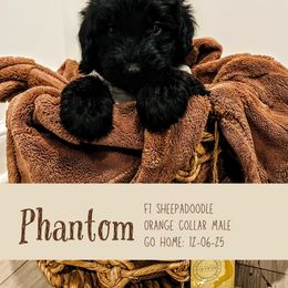 Phantom - Black male Sheepadoodle puppy in Clemson, South Carolina from Love Tallulah Sheepadoodles LLC
