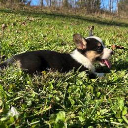 Oakley - Black and white female Cardigan Welsh Corgi puppy in Kerens, West Virginia from Leather & Lace
