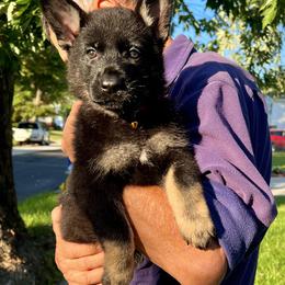 Red and Sliver Tag - Bi-color female German Shepherd puppy in Jersey City, New Jersey from Von Gonta Haus German Shepherds