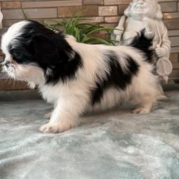 BENTLY - Black and white male Shih Tzu puppy in Zephyrhills, Florida from Mary’s Shih Tzus