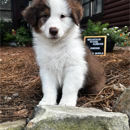 Sizzle - Red tri-color female Australian Shepherd puppy in Murrayville, Georgia from Mountain Ridge Aussies