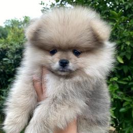 Fleur - Cream sable female Pomeranian puppy in Los Angeles, California from Furever Blessed 🤍🐾🖤