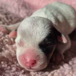 Dazzle - Tri-colored female Parson Russell Terrier puppy in Menifee, California from Wendover Terriers