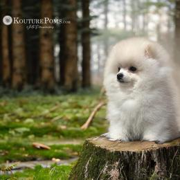 Pomeranian Puppies from Kouture Pomeranians