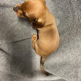 Dachshund Puppies from Waite's Dachshunds