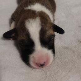 Triple Clear, OFA parents, Girl - Red female Pembroke Welsh Corgi puppy in Harpursville, New York from Rex Farm Corgis