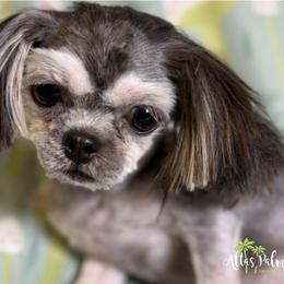 Shih Tzu Puppies from Altas Palmas Shih Tzu