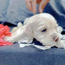Cockapoo and Pomeranian Puppies from Luna Kennel