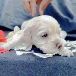 Cockapoo and Pomeranian Puppies from Luna Kennel