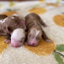 Goldendoodle and Poodle Puppies from French Creek Doodles