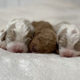 Goldendoodle Puppies from Muddydoodles