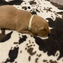 White Collar - Golden Golden Retriever puppy in Lucedale, Mississippi from Goode LOVIN’ Retrievers