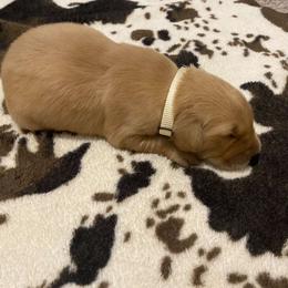 White Collar - Golden Golden Retriever puppy in Lucedale, Mississippi from Goode LOVIN’ Retrievers