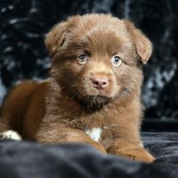 PS.RTF2 - Red tri female Miniature Australian Shepherd puppy in Deer Lodge, Tennessee from KSH Aussie Haven