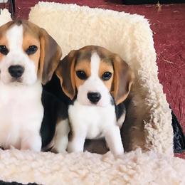 Beagle Puppies from South Beagles