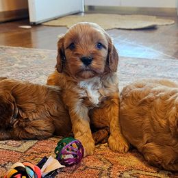 Nutmeg - Red female Cavapoo puppy in Marshfield, Missouri from Puppyloversplace