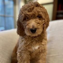 Pink - Red  female Goldendoodle puppy in Newnan, Georgia from Old Line Doodles