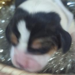 Clause(White) - Black brown and white male Basset Hound puppy in Carbondale, Kansas from Dream Weavers Basset Hounds