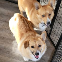 Pembroke Welsh Corgi All Grown Up from Susan's Corgi Kingdom