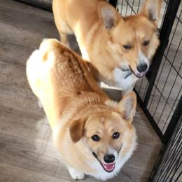 Pembroke Welsh Corgi All Grown Up from Susan's Corgi Kingdom