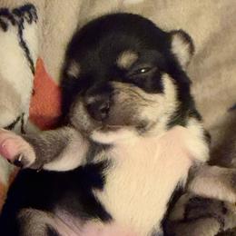 Jolene - Black and tan female Chihuahua puppy in Rocky Mount, Virginia from Teeny Chihuahuas