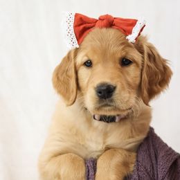 Alice - Golden female Golden Retriever puppy in Idaho Falls, Idaho from Brinton Goldens