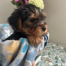 Frannie - Black and tan female Yorkshire Terrier puppy in Guntersville, Alabama from Lisa’s Little Yorkies